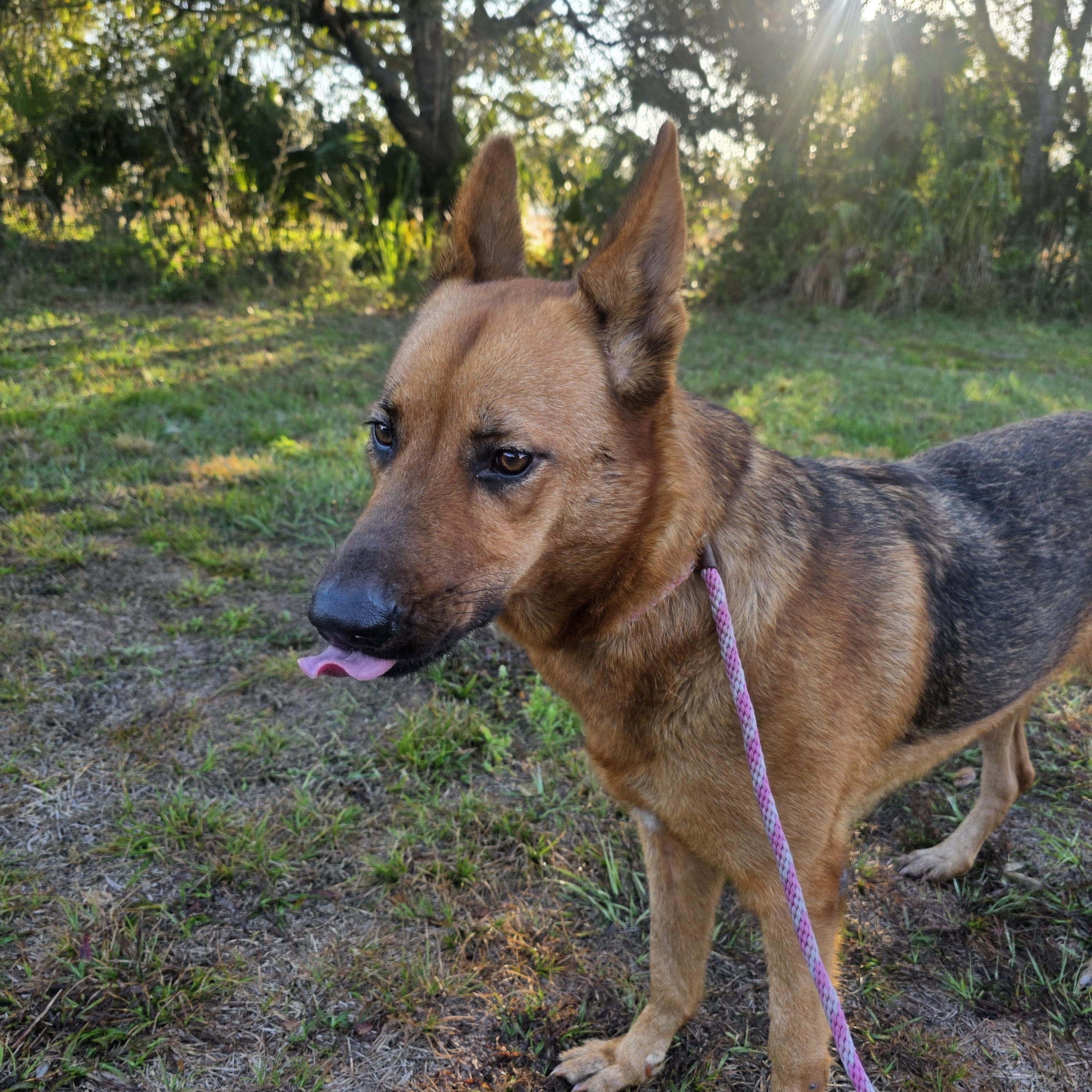 Enlarge Kai, a Adoptable mixed breed in Boca Raton, FL image 4/4