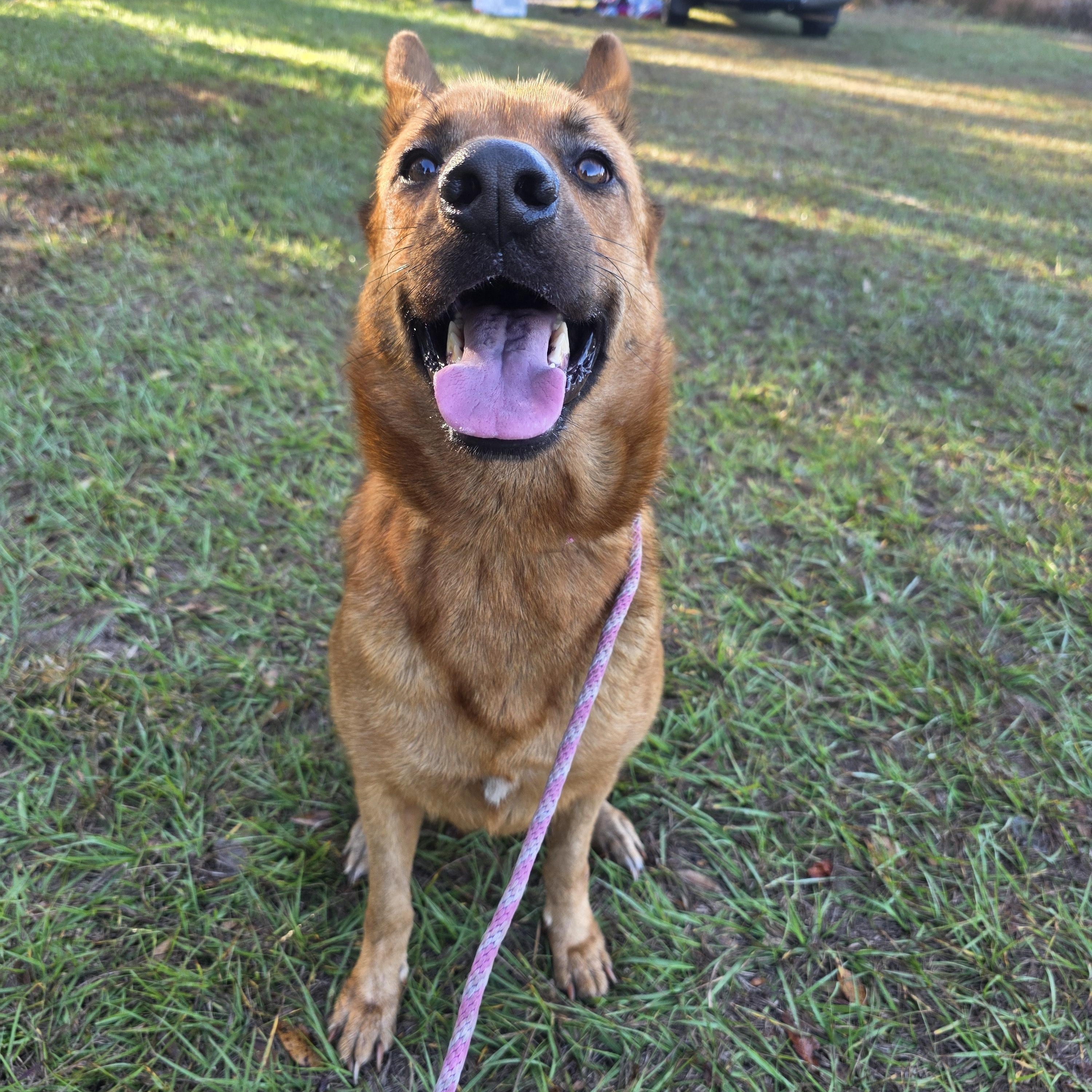 Enlarge Kai, a Adoptable mixed breed in Boca Raton, FL image 3/4