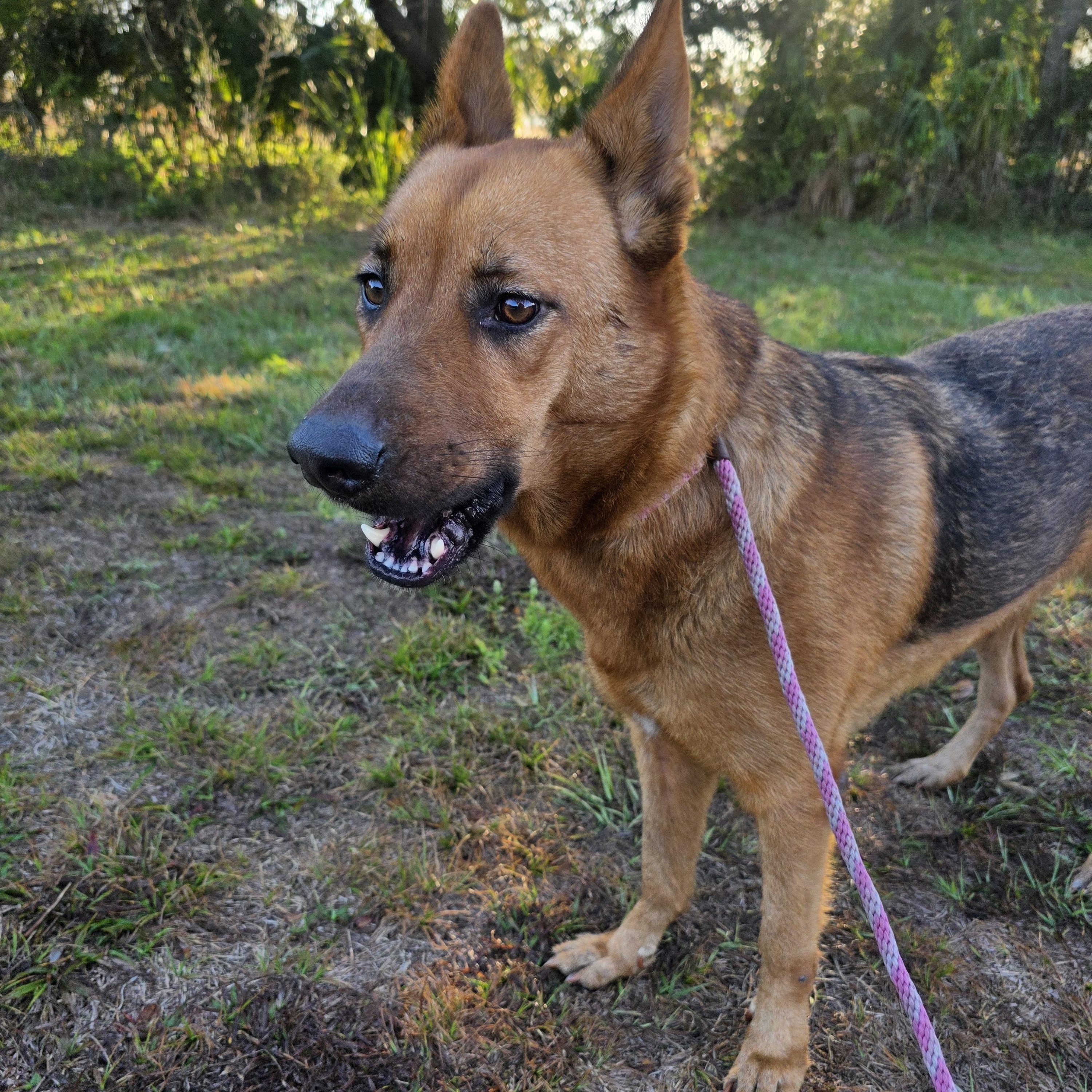 Enlarge Kai, a Adoptable mixed breed in Boca Raton, FL image 2/4