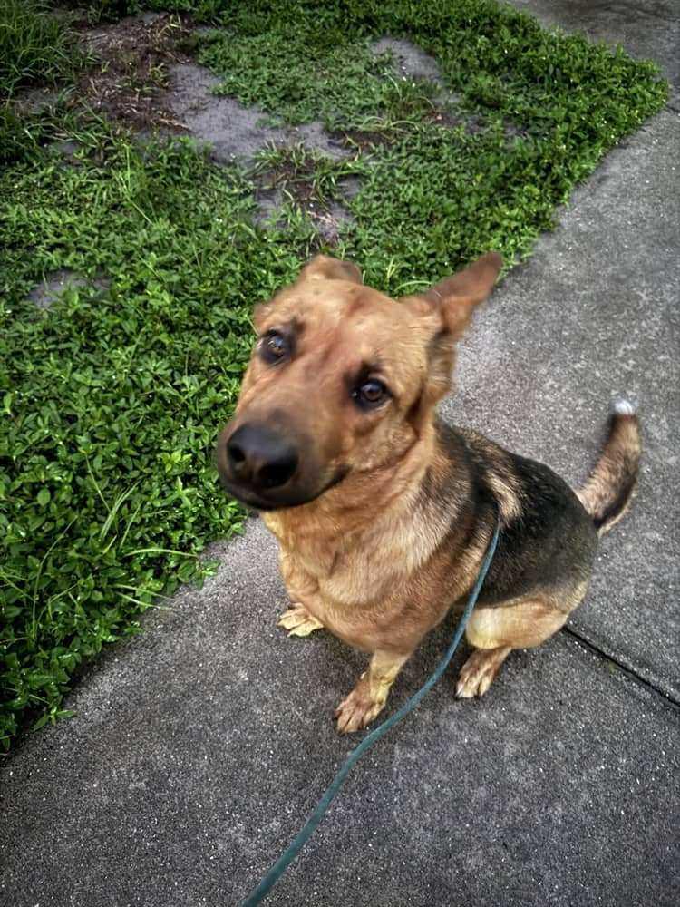 Kai, a Adoptable mixed breed in Boca Raton, FL image 6/6