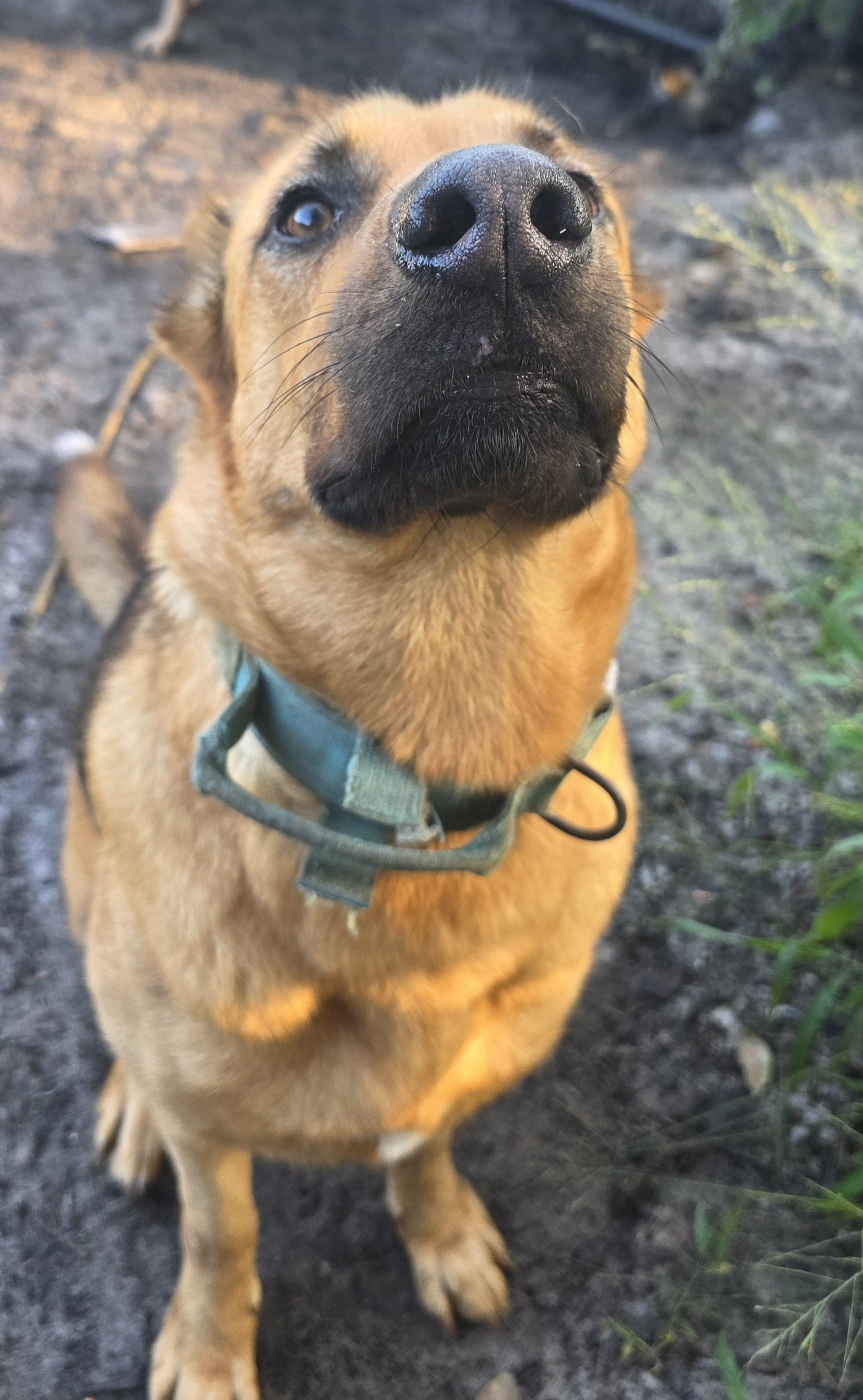 Kai, a Adoptable mixed breed in Boca Raton, FL image 2/6