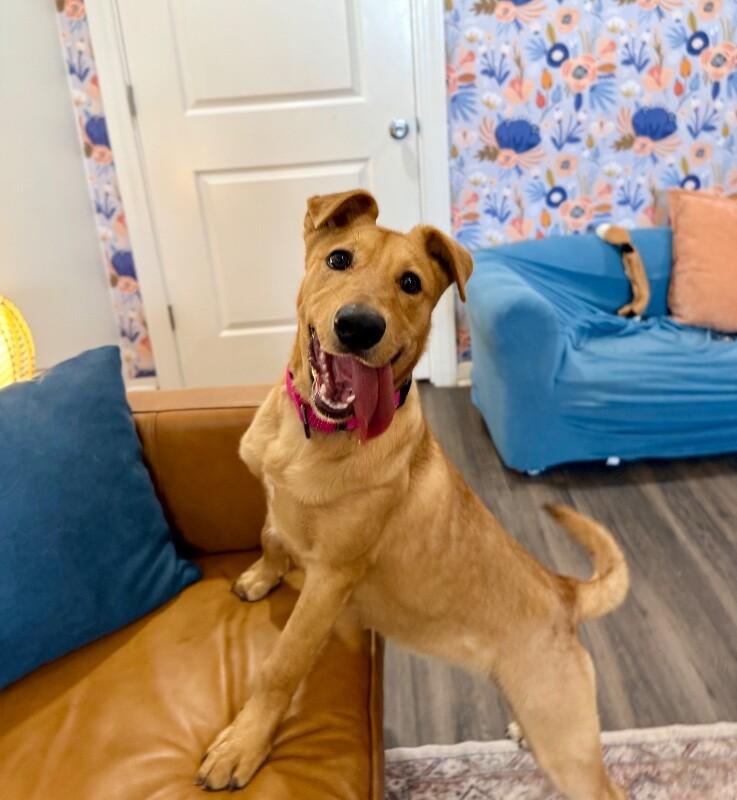 Maple May Will Steal Your Heart — thumbnail 2