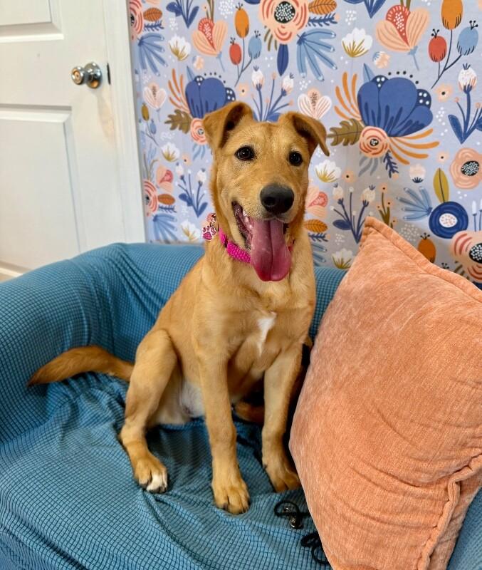 Maple May Will Steal Your Heart — thumbnail 4