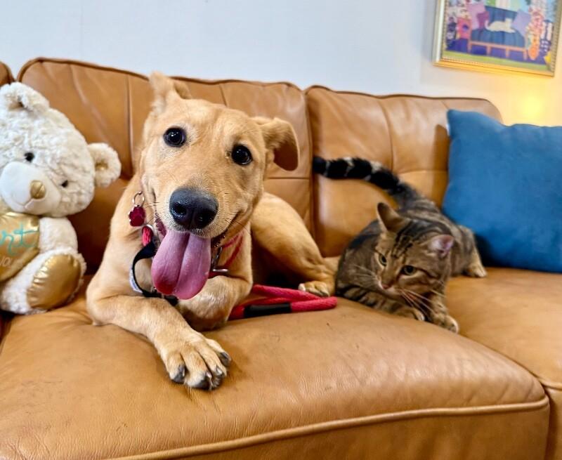 Maple May Will Steal Your Heart — thumbnail 5