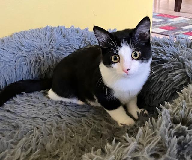 Enlarge Rogue, a Adoptable Domestic Short Hair in Chambersburg, PA image 1/3