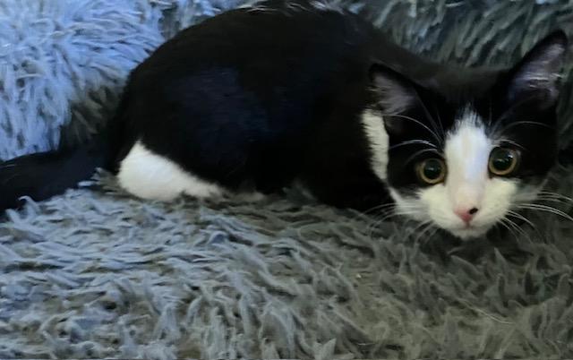 Enlarge Rogue, a Adoptable Domestic Short Hair in Chambersburg, PA image 2/3