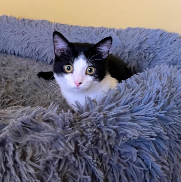 Enlarge Rogue, a Adoptable Domestic Short Hair in Chambersburg, PA image 3/3