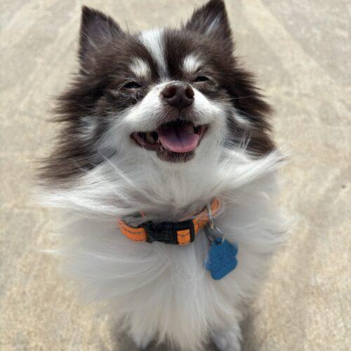Kathy, Adoptable, Adult Female Pomeranian.