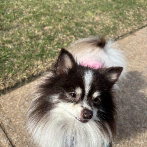 Kathy, a Adoptable Pomeranian in Broken Arrow, OK image 2/5