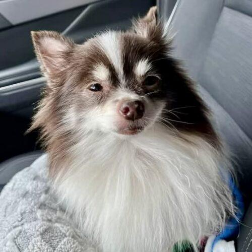 Kathy, a Adoptable Pomeranian in Broken Arrow, OK image 3/5