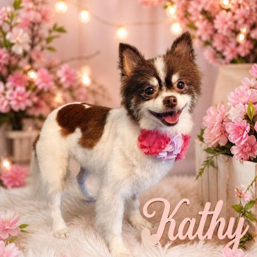 Kathy, a Adoptable Pomeranian in Broken Arrow, OK image 4/5