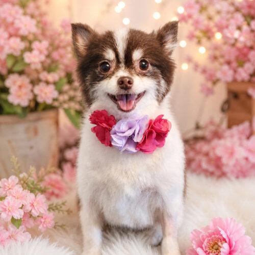 Kathy, a Adoptable Pomeranian in Broken Arrow, OK image 5/5