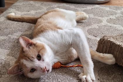 Enlarge Marlow, a ADOPTABLE Domestic Short Hair in Baltimore, MD image 2/2