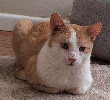 Marlow, ADOPTABLE, Adult Male Domestic Short Hair.