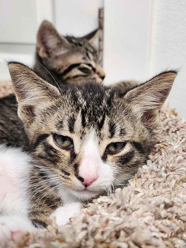 Orbit, Adoptable, Young Male Domestic Short Hair.