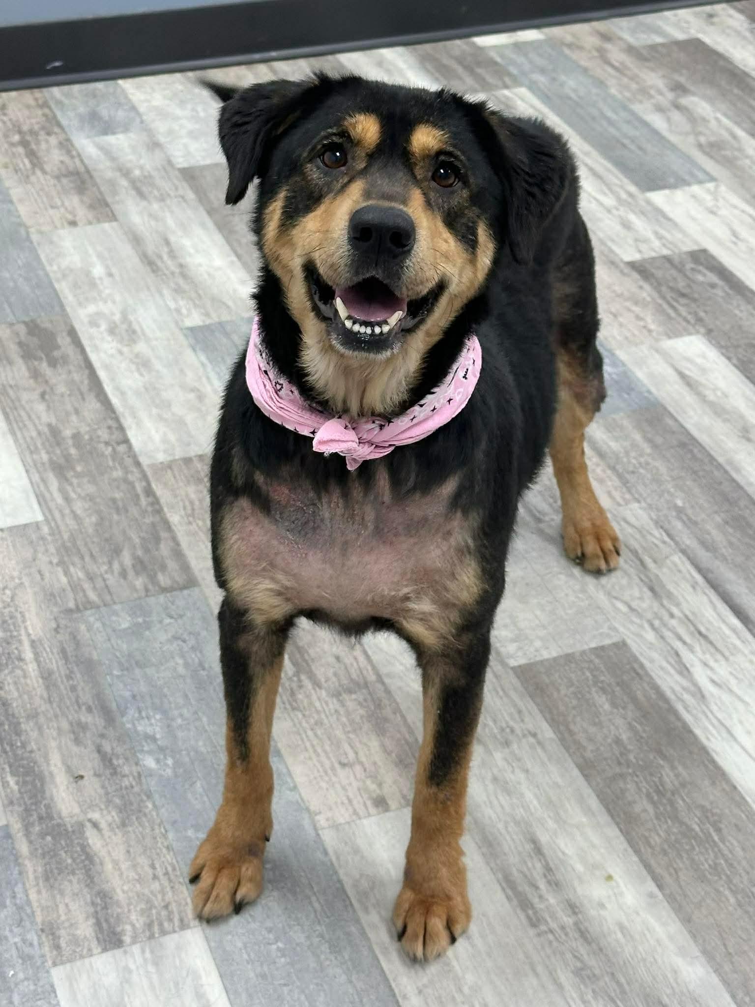 Roxy, an adopted mixed breed in Olympia, WA image 2/4