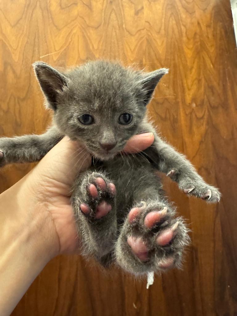 Dudley, Adoptable, Kitten Male Domestic Short Hair.