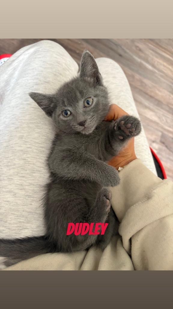 Dudley, a Adoptable mixed breed in Johnson City, TN image 2/5