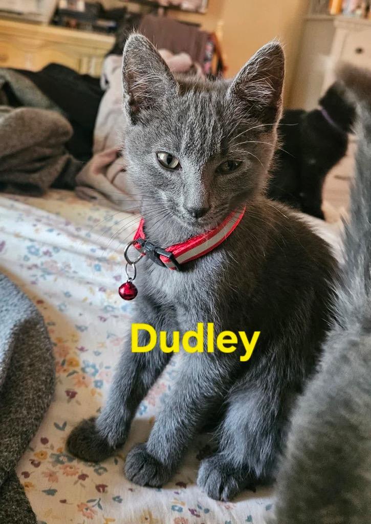 Dudley, a Adoptable mixed breed in Johnson City, TN image 3/5
