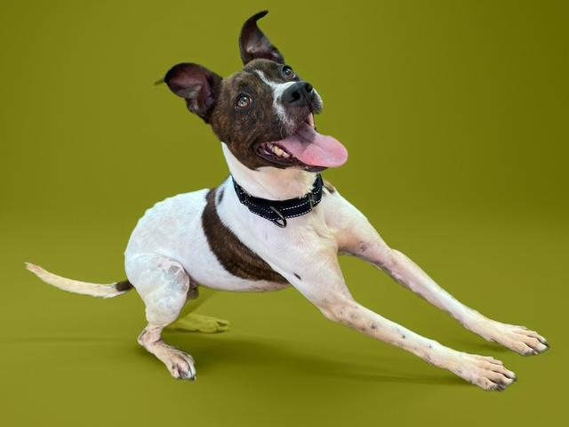 STELLA, Adoptable, Young Female Whippet & Australian Cattle Dog / Blue Heeler.