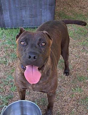 Enlarge Velma, a Adoptable mixed breed in Manning, SC image 1/1