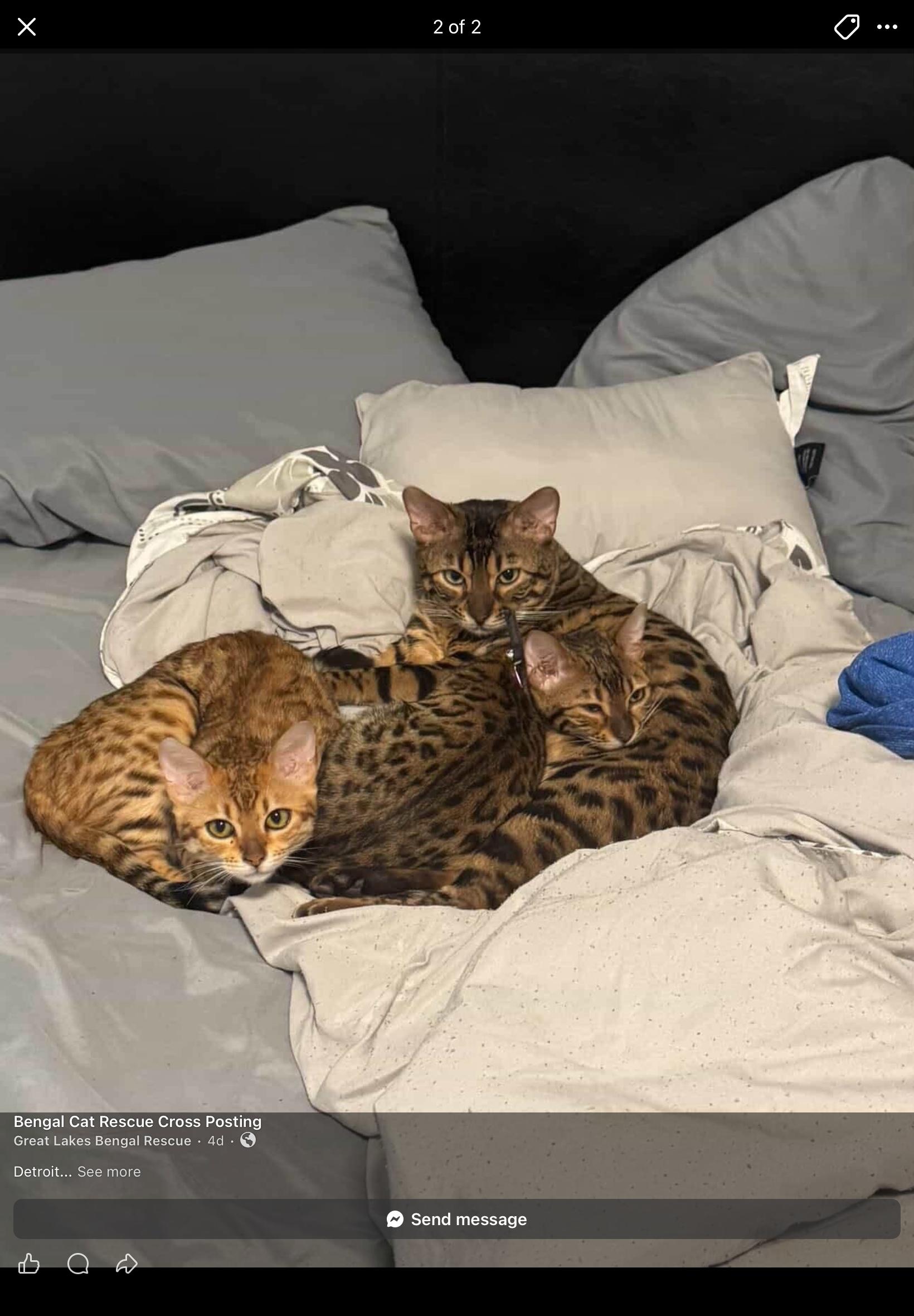 Ember & Blaze - MI, ADOPTABLE, Young Female Bengal.
