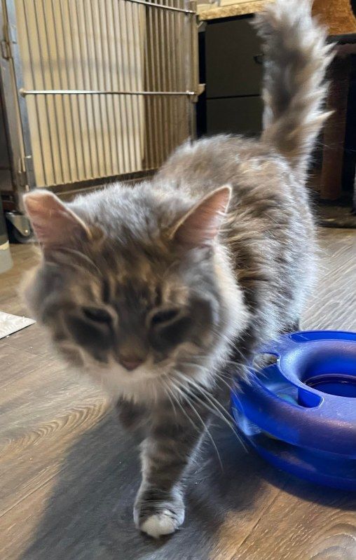 Enlarge Wally, a Adoptable Domestic Medium Hair in Howard, PA image 2/3