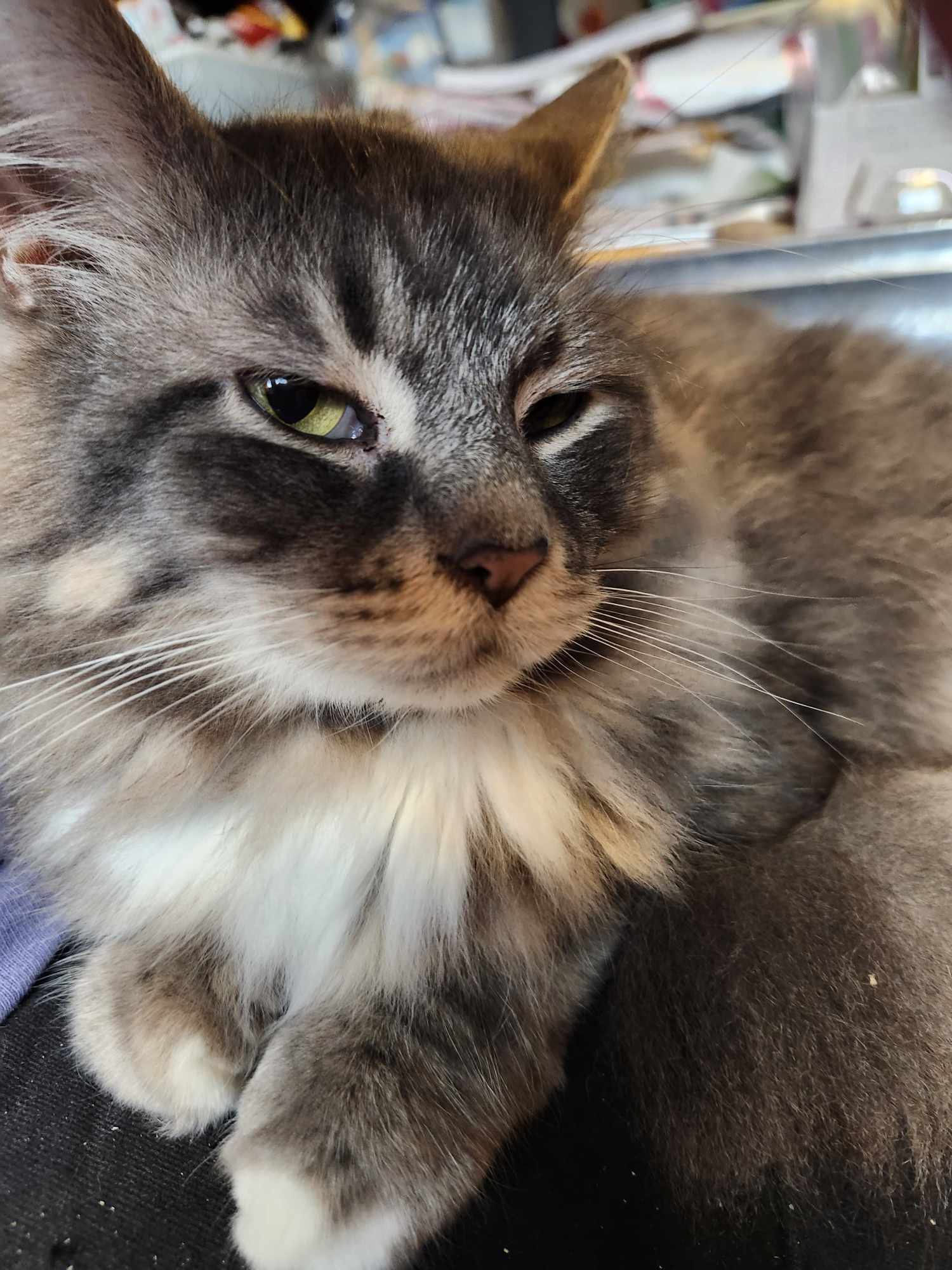 Enlarge Wally, a Adoptable Domestic Medium Hair in Howard, PA image 3/3