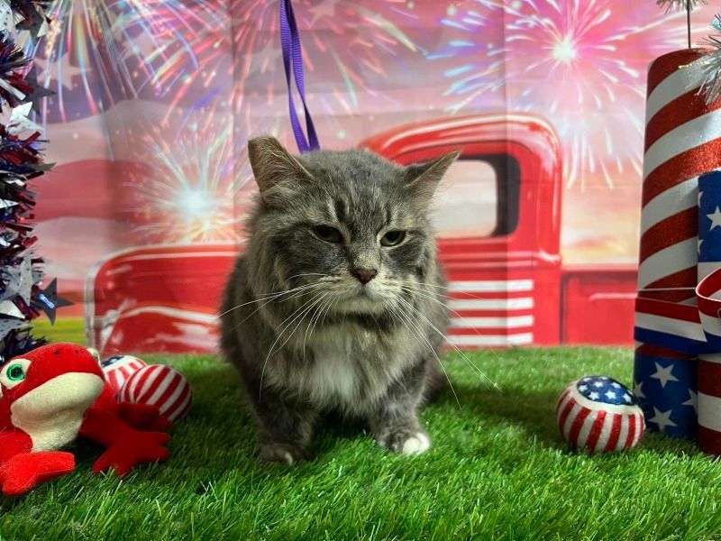 Wally, Adoptable, Adult Male Domestic Medium Hair.