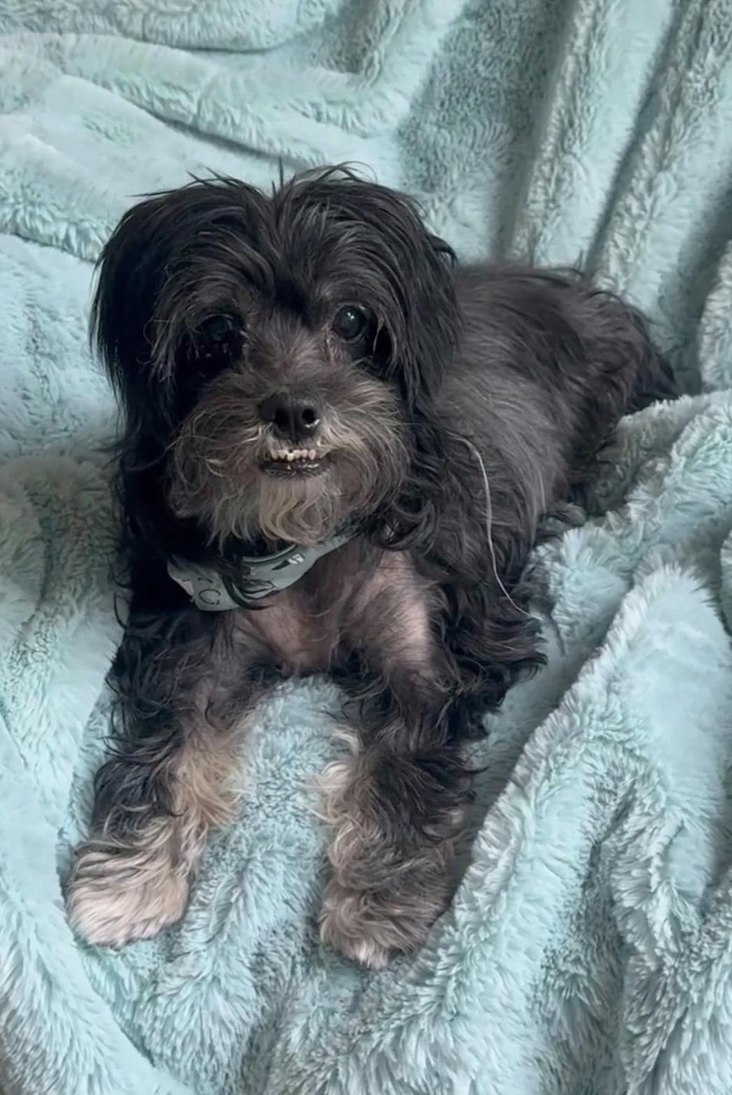 Enlarge Gucci, a Adoptable mixed breed in Key West, FL image 1/1