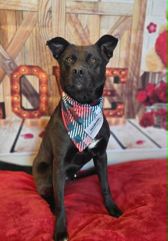Mellow, a Adoptable Labrador Retriever in Fruit Heights, UT image 1/6