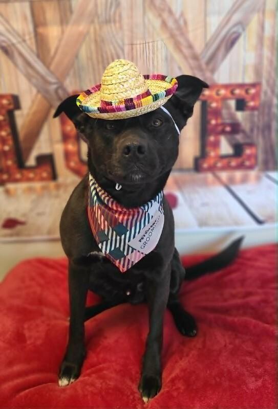 Mellow, a Adoptable Labrador Retriever in Fruit Heights, UT image 2/6