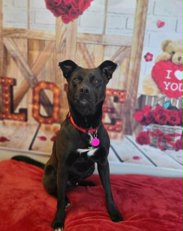 Mellow, a Adoptable Labrador Retriever in Fruit Heights, UT image 3/6