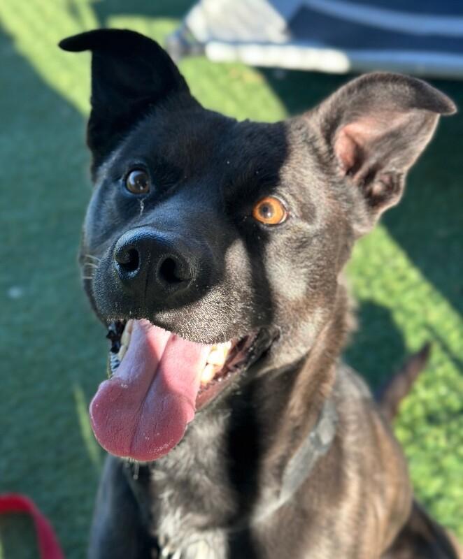 Mellow, a Adoptable Labrador Retriever in Fruit Heights, UT image 4/6
