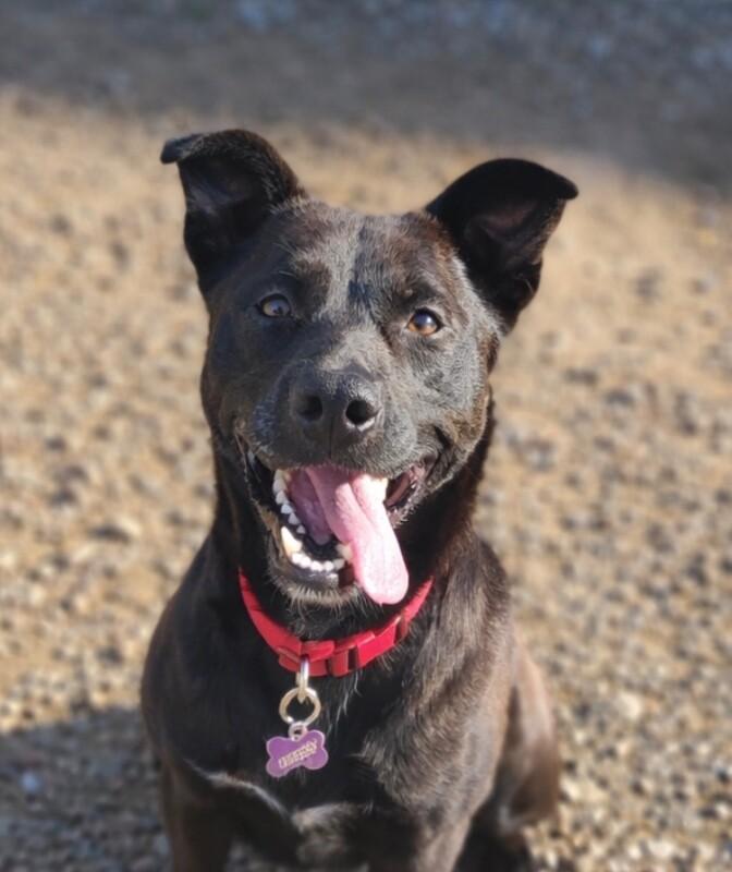 Mellow, a Adoptable Labrador Retriever in Fruit Heights, UT image 5/6