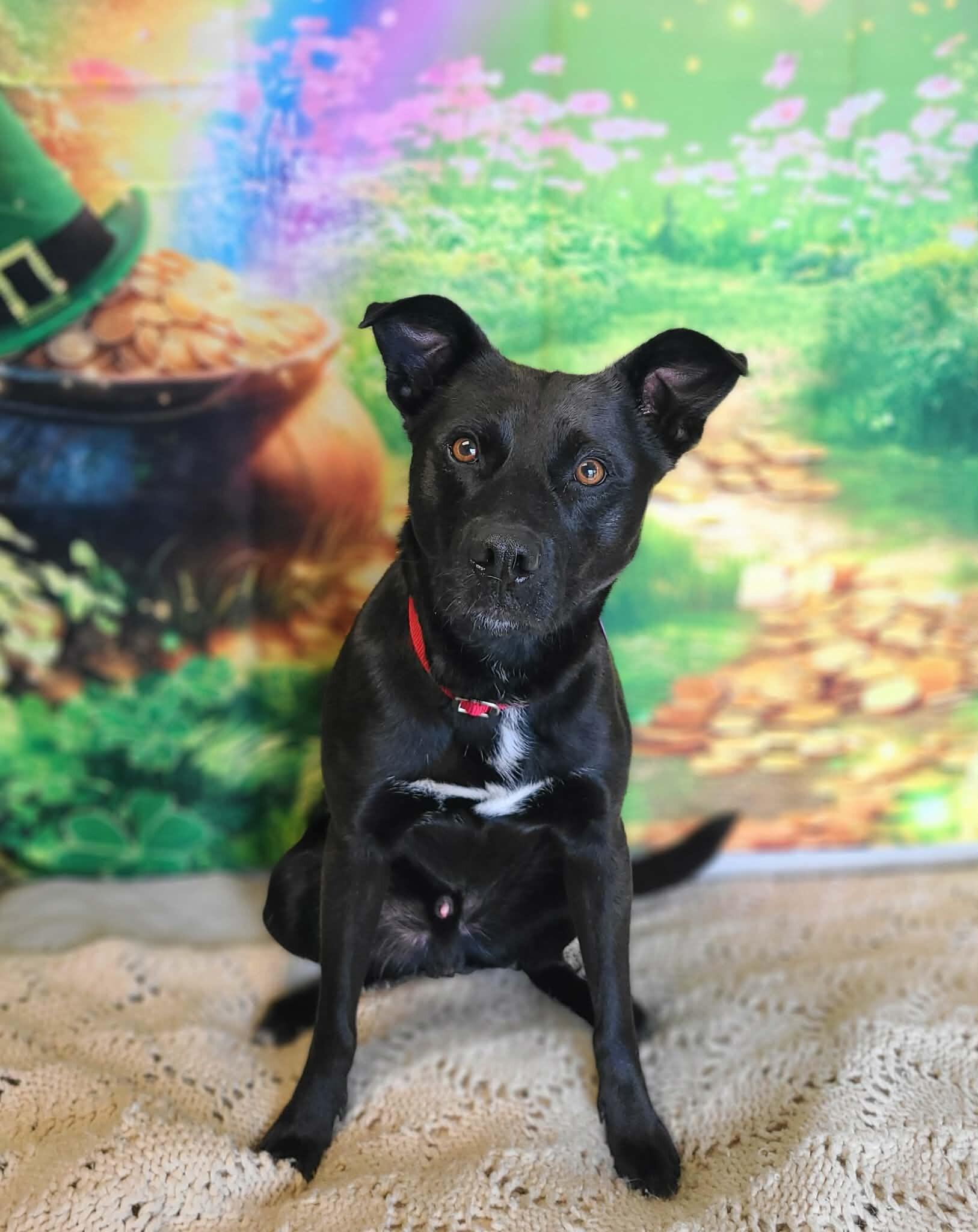 Mellow — thumbnail 4