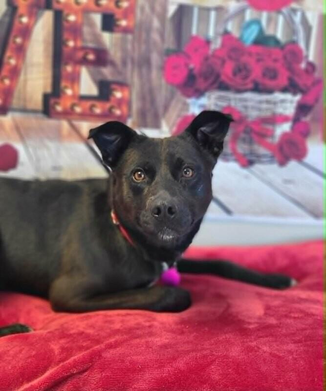 Mellow — thumbnail 5