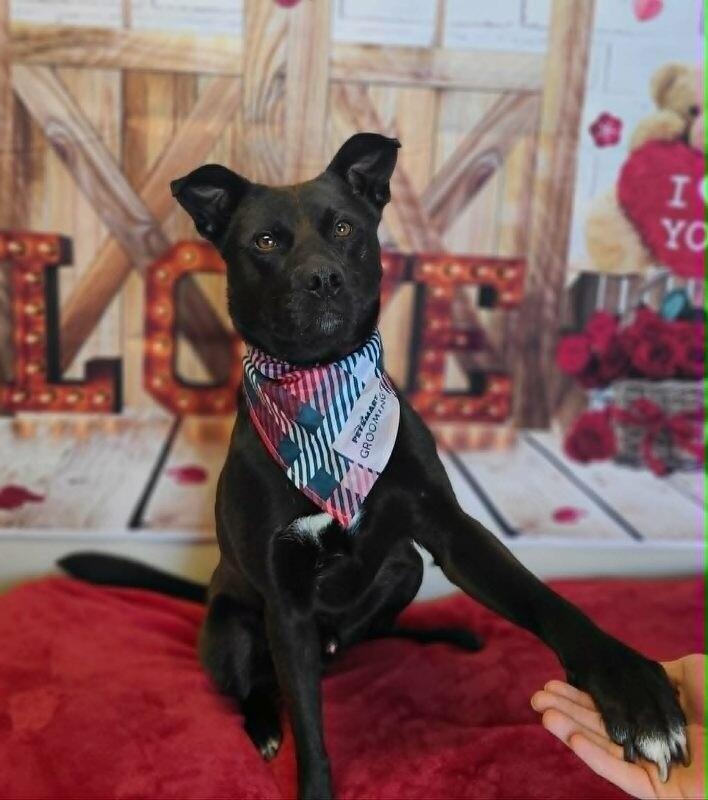 Mellow, a Adoptable Labrador Retriever in Fruit Heights, UT image 6/6