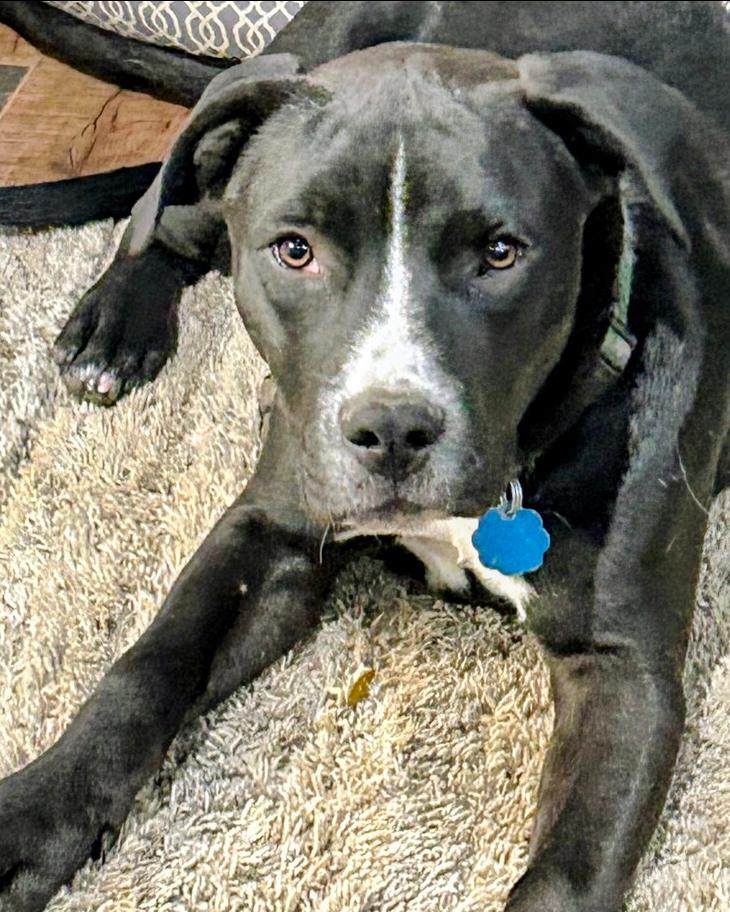 Bubba, Adoptable, Young Male Pit Bull Terrier & Mixed Breed.