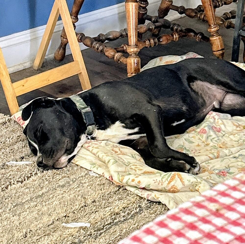 Enlarge Bubba, a Adoptable mixed breed in Evergreen, CO image 2/3