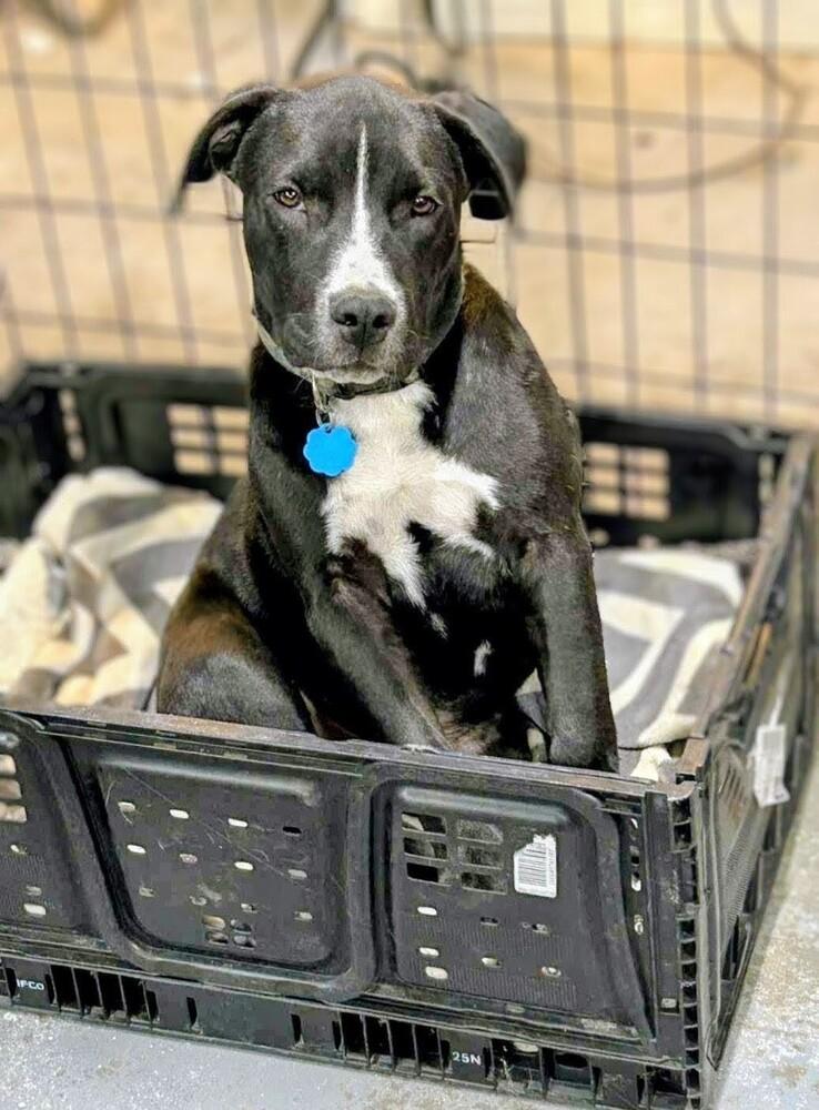 Enlarge Bubba, a Adoptable mixed breed in Evergreen, CO image 3/3