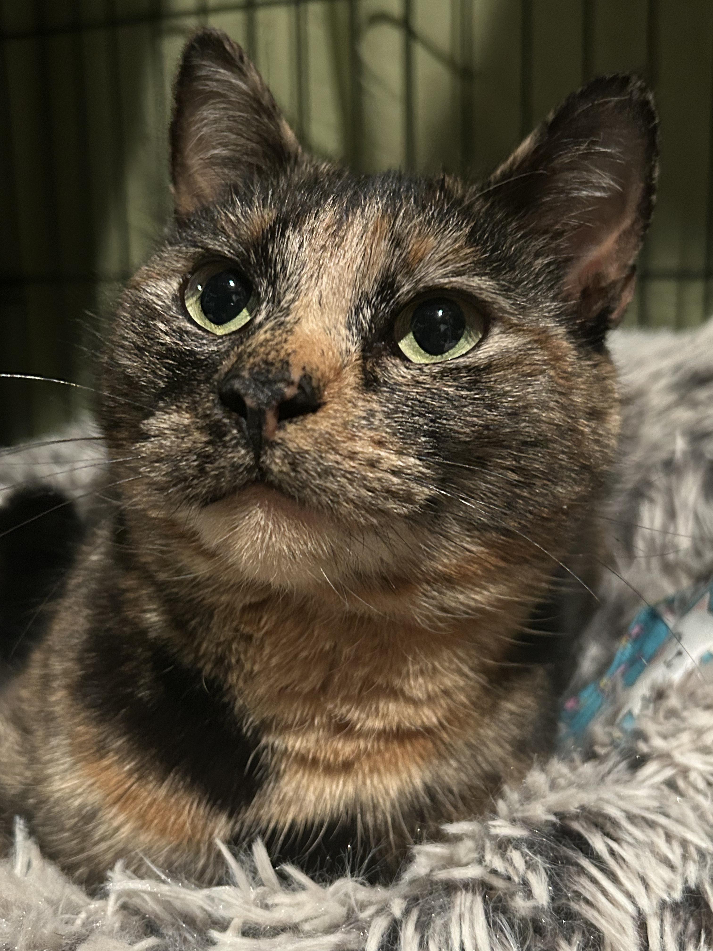Enlarge Franny- LOVING, a ADOPTABLE Tortoiseshell in Hartford, CT image 1/1