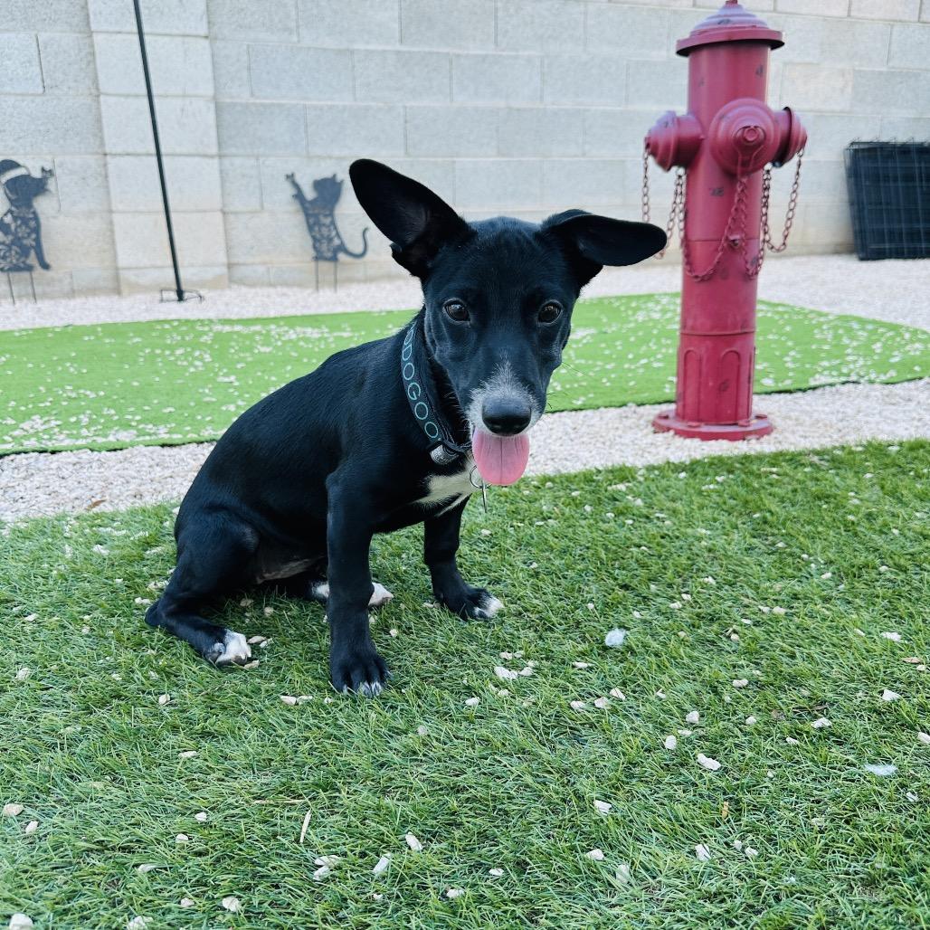 Gidget, Adoptable, Puppy Female Chihuahua & Australian Cattle Dog / Blue Heeler.