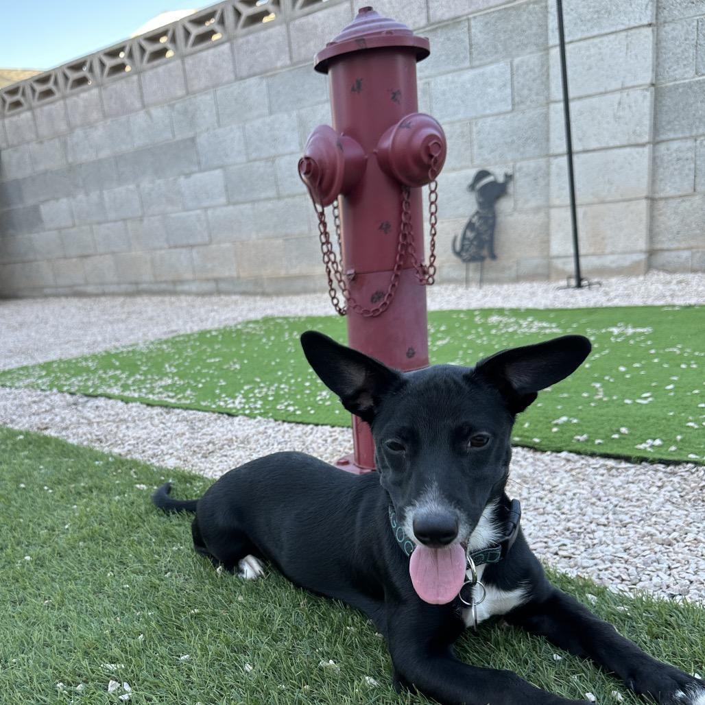 Enlarge Gidget, a Adoptable mixed breed in Las Vegas, NV image 2/3