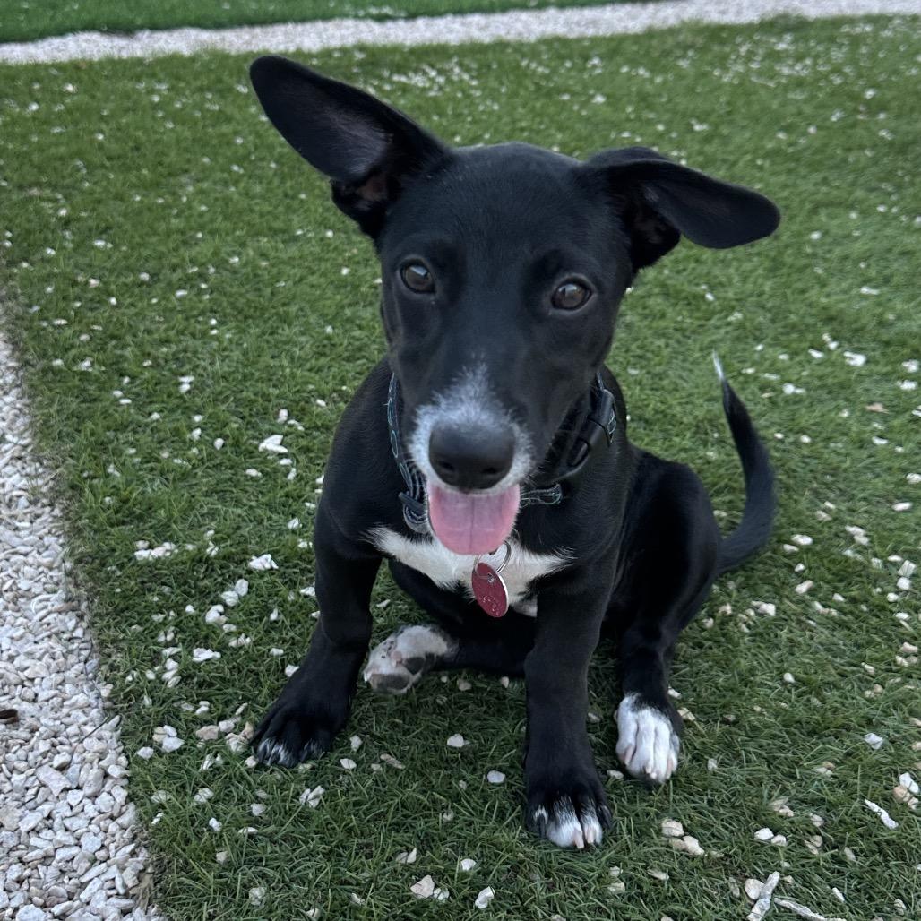 Enlarge Gidget, a Adoptable mixed breed in Las Vegas, NV image 3/3