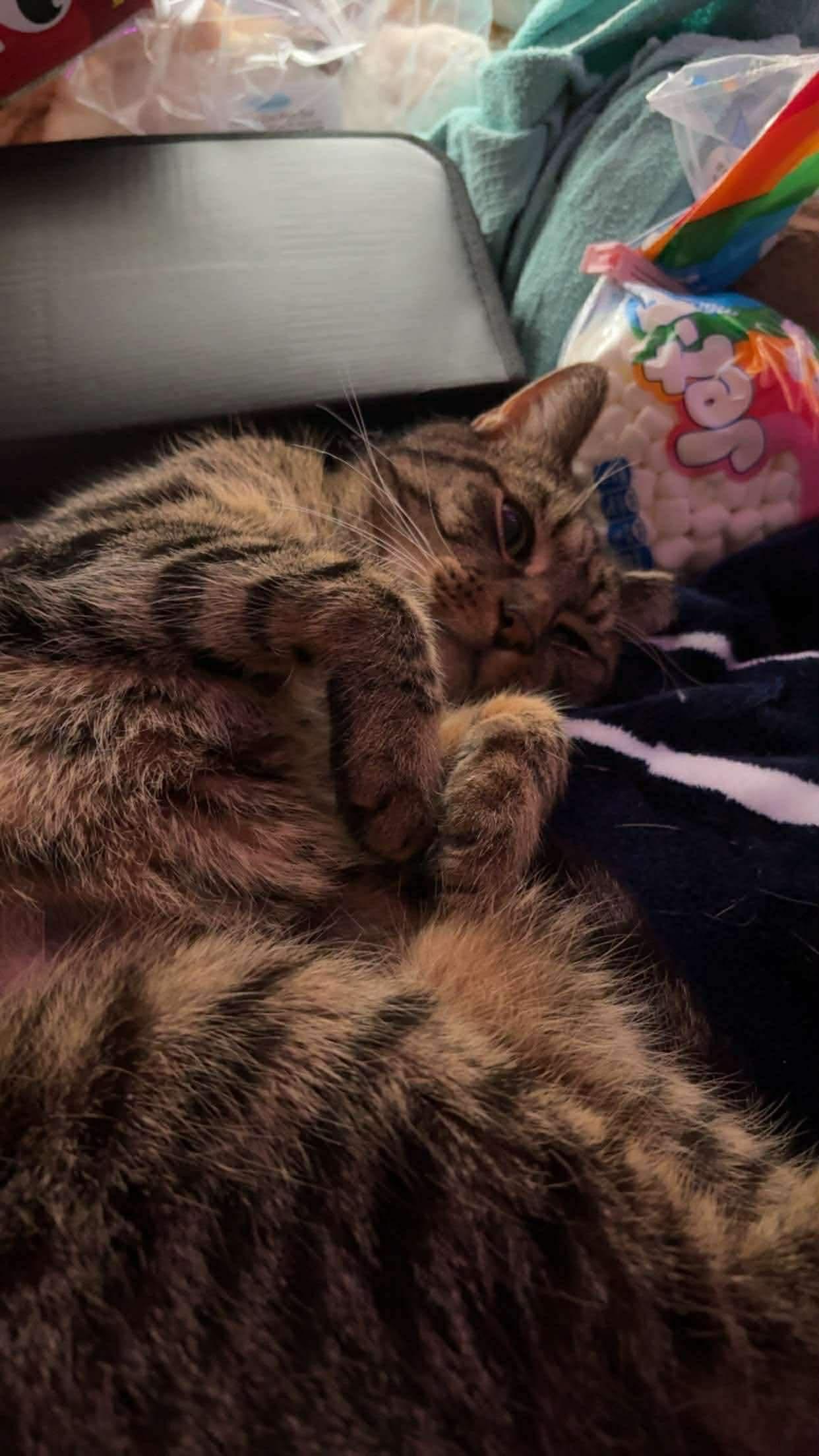 Tiger + [pepino] thumbnail 3