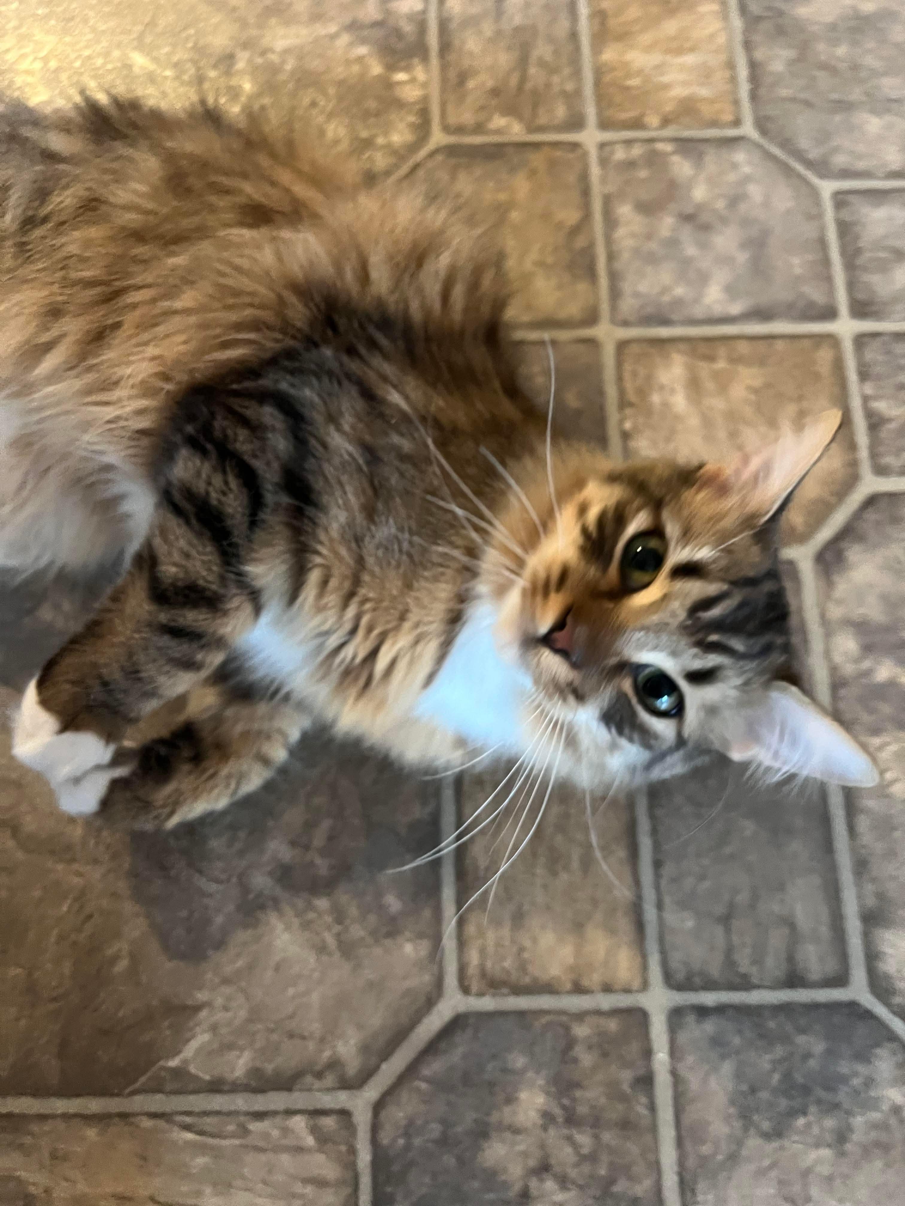 Enlarge Tiger + [Pepino], a Adoptable mixed breed in BREINIGSVILLE, PA image 5/6