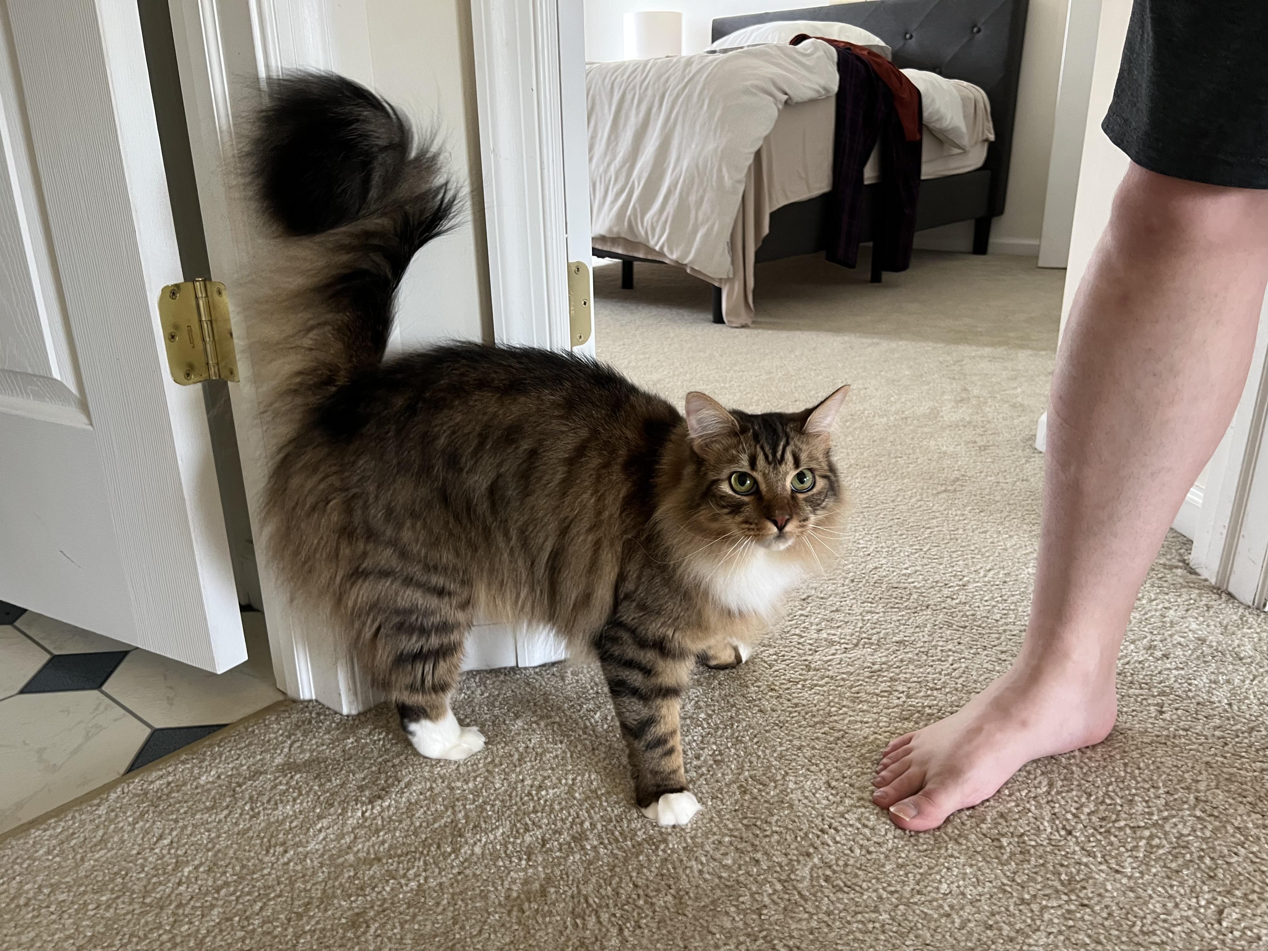 Tiger + [pepino] thumbnail 5