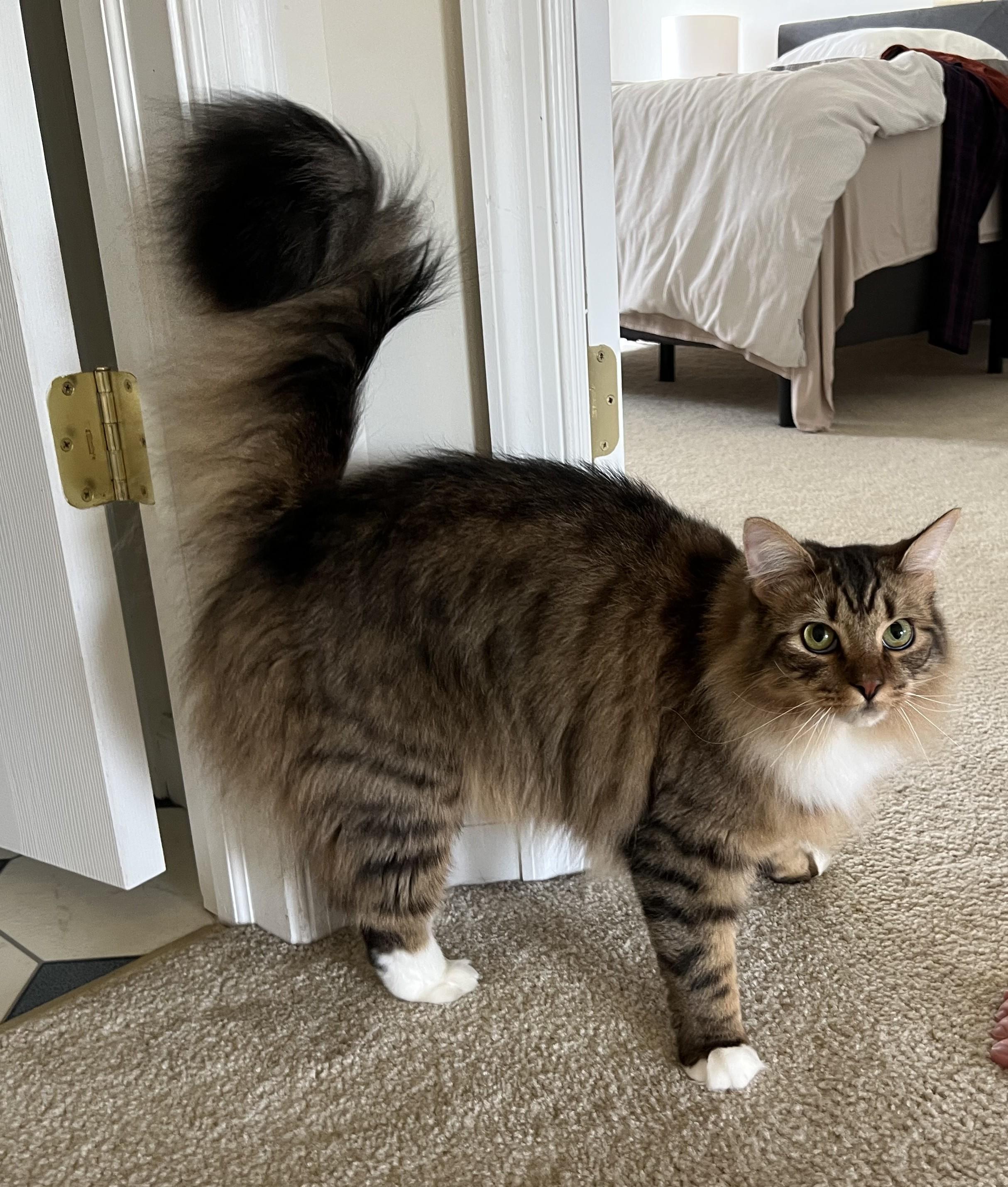 Enlarge Tiger + [Pepino], a Adoptable mixed breed in BREINIGSVILLE, PA image 6/6