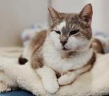 Dove, Adoptable, Adult Female Domestic Short Hair.
